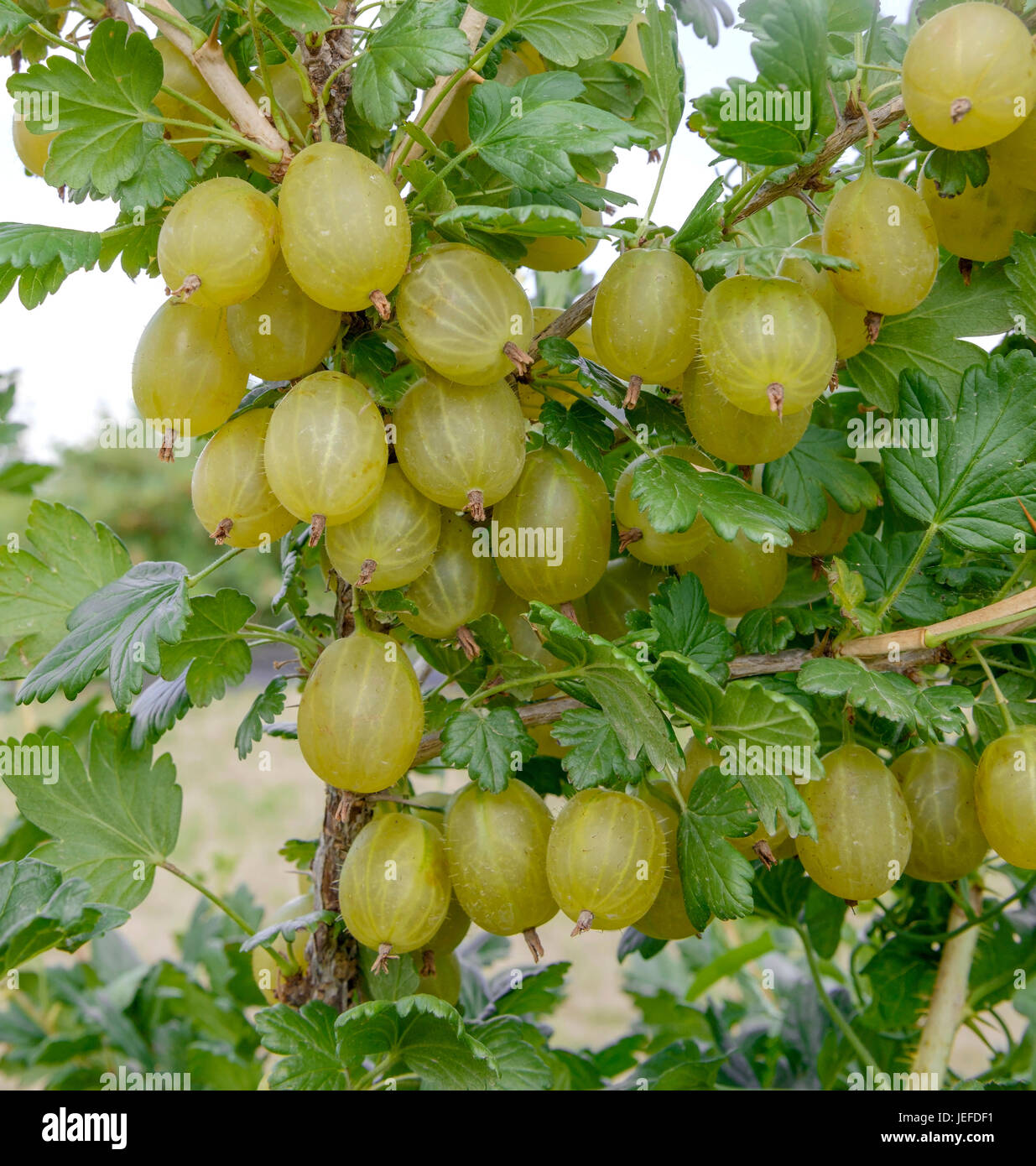 Gooseberry, Ribes uva-crispa Invicta , Stachelbeere (Ribes uva-crispa ' Invicta' Stock Photo - Alamy