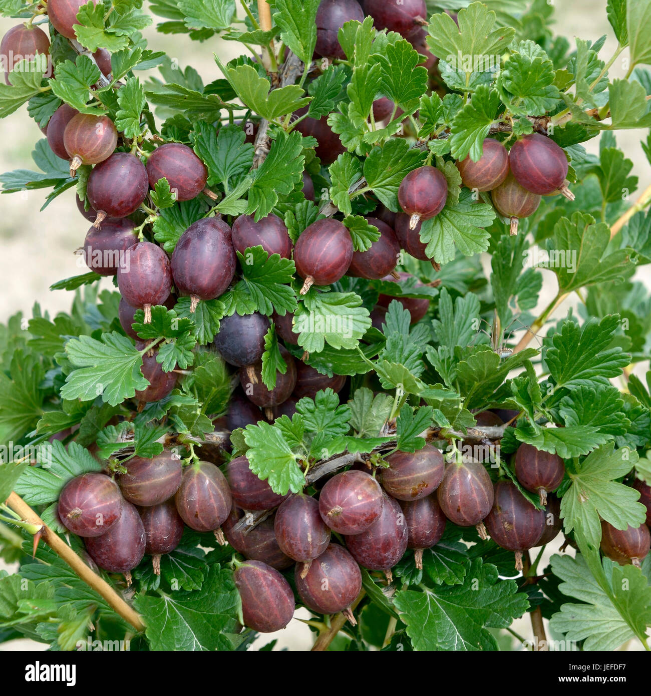 Gooseberry, Ribes uva-crispa HINNONM ? ?KI RED , Stachelbeere (Ribes uva-crispa HINNONMÄKI ROT) Stock Photo