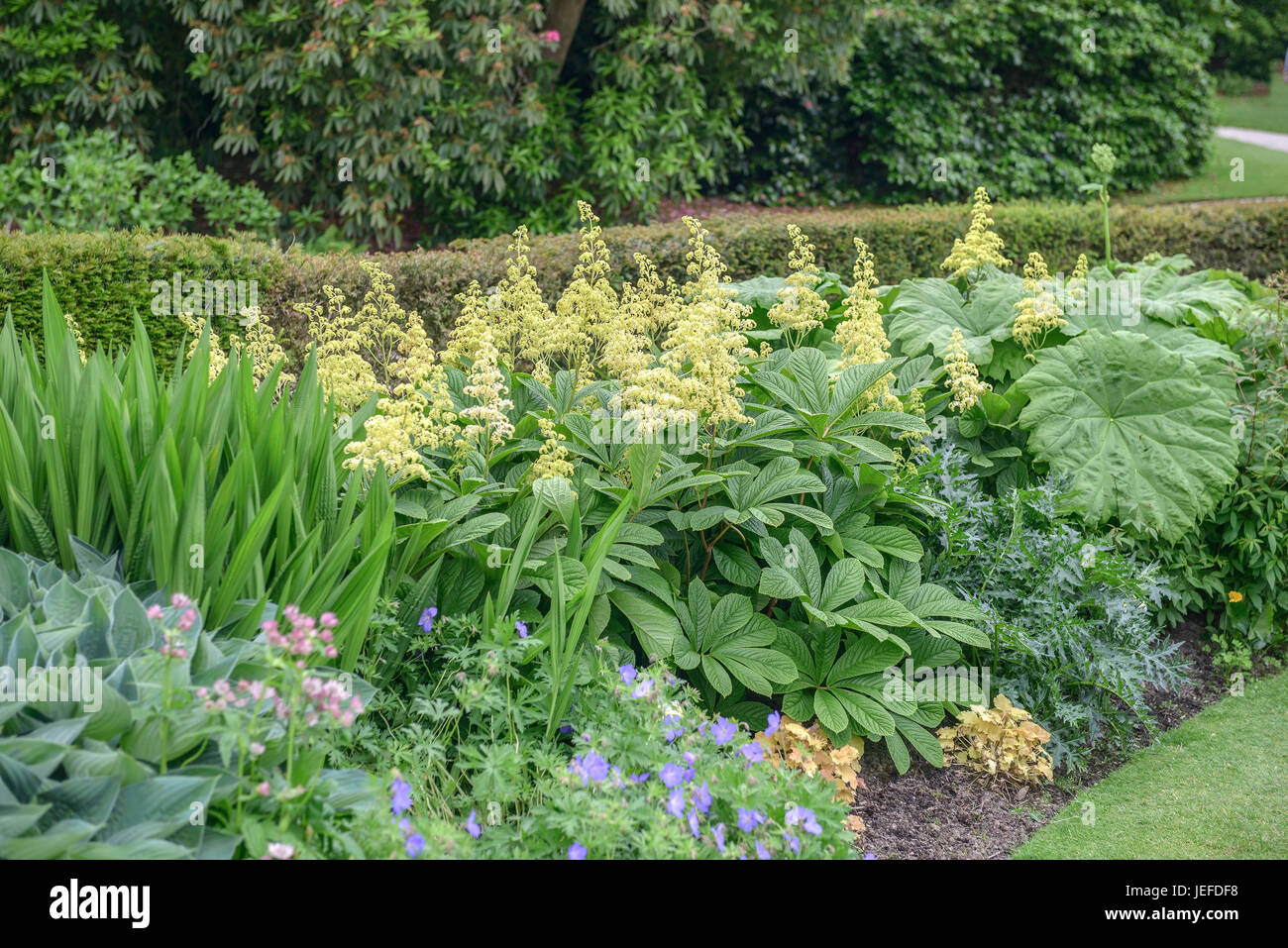 Show sheet, Rodgersia aesculifolia , Schaublatt (Rodgersia aesculifolia) Stock Photo