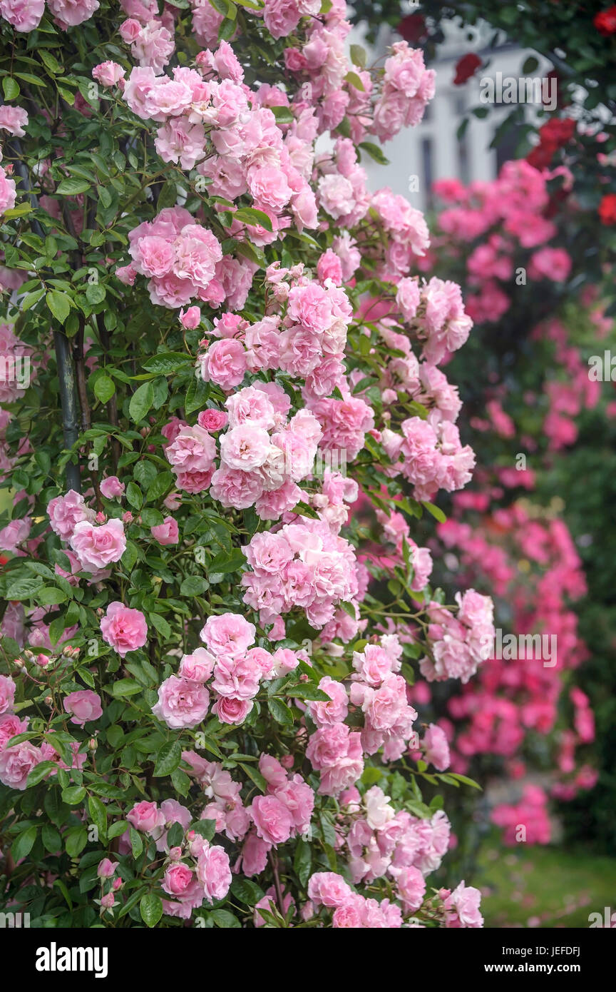 Climbing rose, Rose Tausendsch?n , Kletter-Rose (Rosa 'Tausendschön') Stock Photo