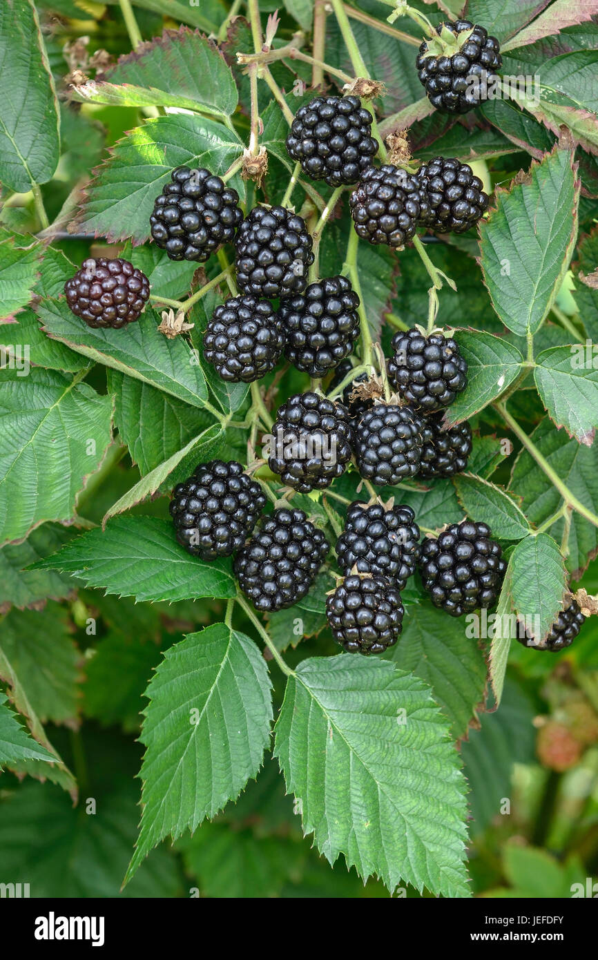 Blackberry without sting, Rubus fruticosus hole Ness NESSY , Stachellose Brombeere (Rubus fruticosus 'Loch Ness' NESSY) Stock Photo