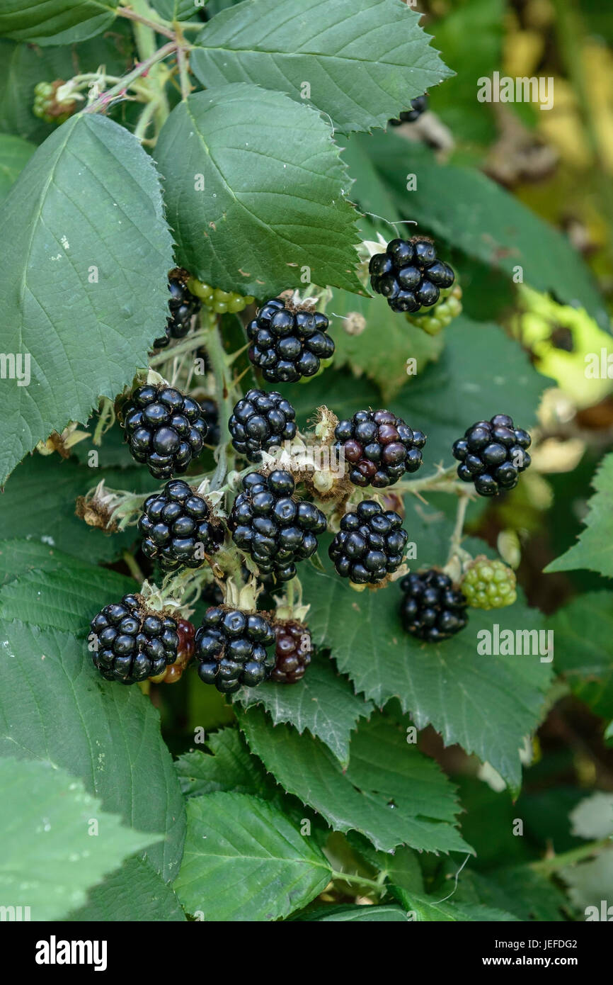 Reimers hires stock photography and images Alamy