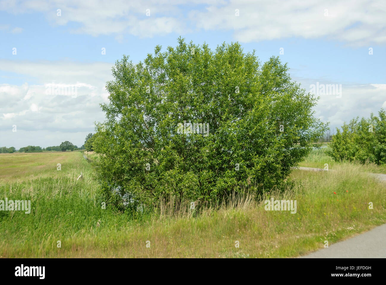 Osier, Salix viminalis , Korbweide (Salix viminalis) Stock Photo