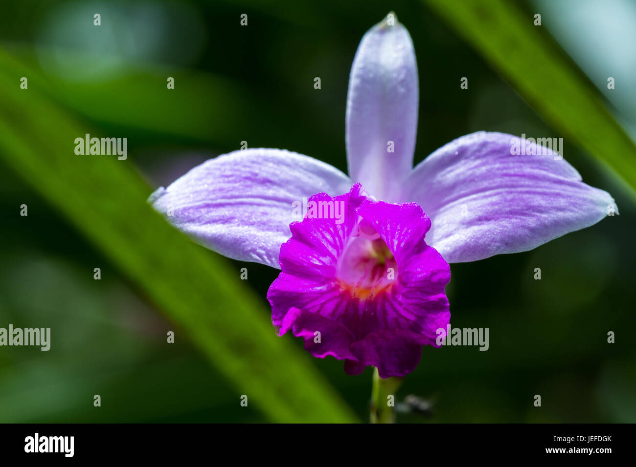 close up of a beautiful bamboo orchid with natural green rainforest vegetation Stock Photo