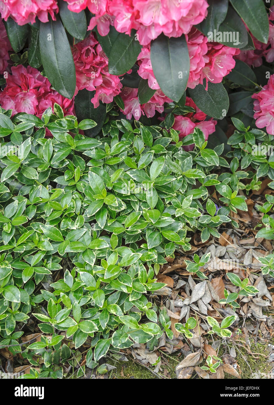 Small evergreen, Vinca minor Ralph Shugert , Kleines Immergrün (Vinca