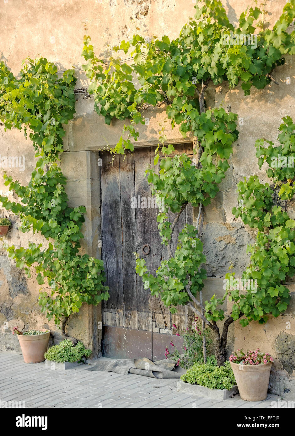 Vine, Vitis vinifera , Weinrebe (Vitis vinifera) Stock Photo