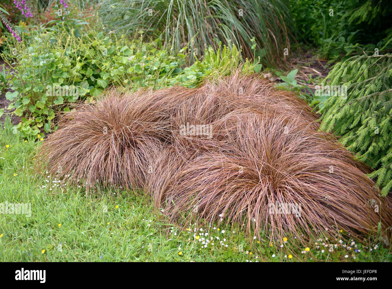 Neuseeland-Segge, Carex comans bronze form , Neuseeland-Segge (Carex comans 'Bronze Form') Stock Photo