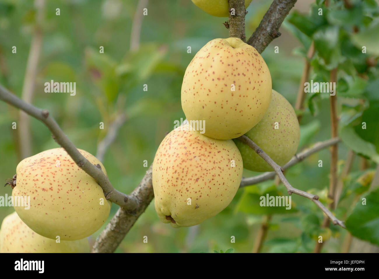 Ornamental quince, Chaenomeles superba coalescence , Zierquitte (Chaenomeles × superba 'Fusion') Stock Photo