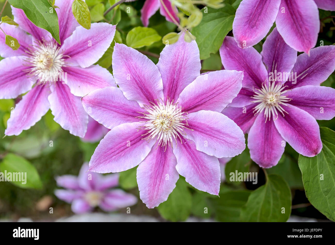 Forest shoot, Clematis Dr. Ruppel , Waldrebe (Clematis 'Dr Ruppel') Stock Photo
