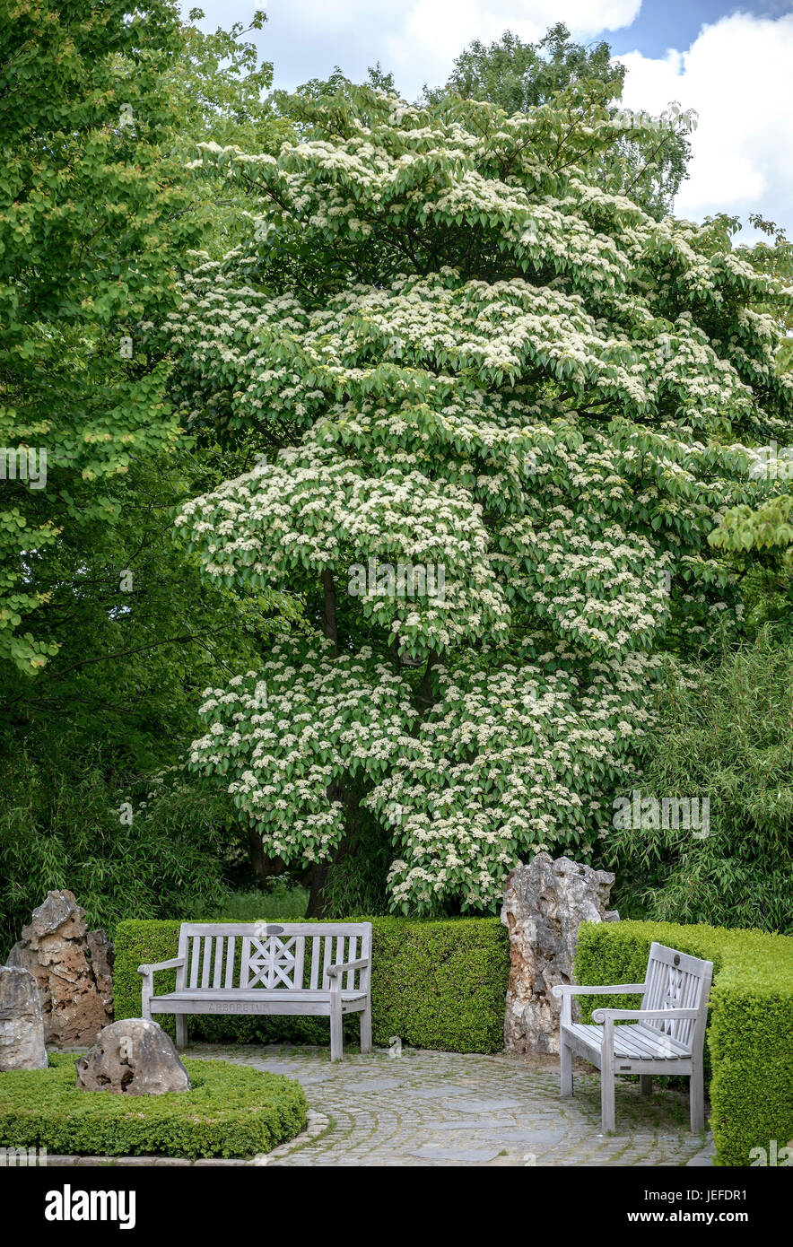 floor dogwood cornus alternifolia etagen hartriegel cornus alternifolia stock photo alamy