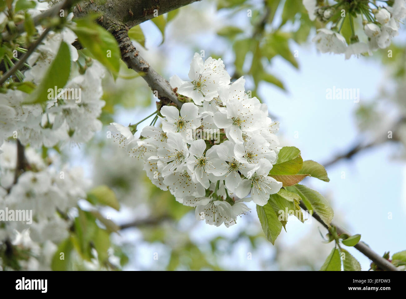 To sweet cherry, Prunus avium Hedelfinger to gigantic cherry , Süßkirsche (Prunus avium 'Hedelfinger Riesenkirsche') Stock Photo