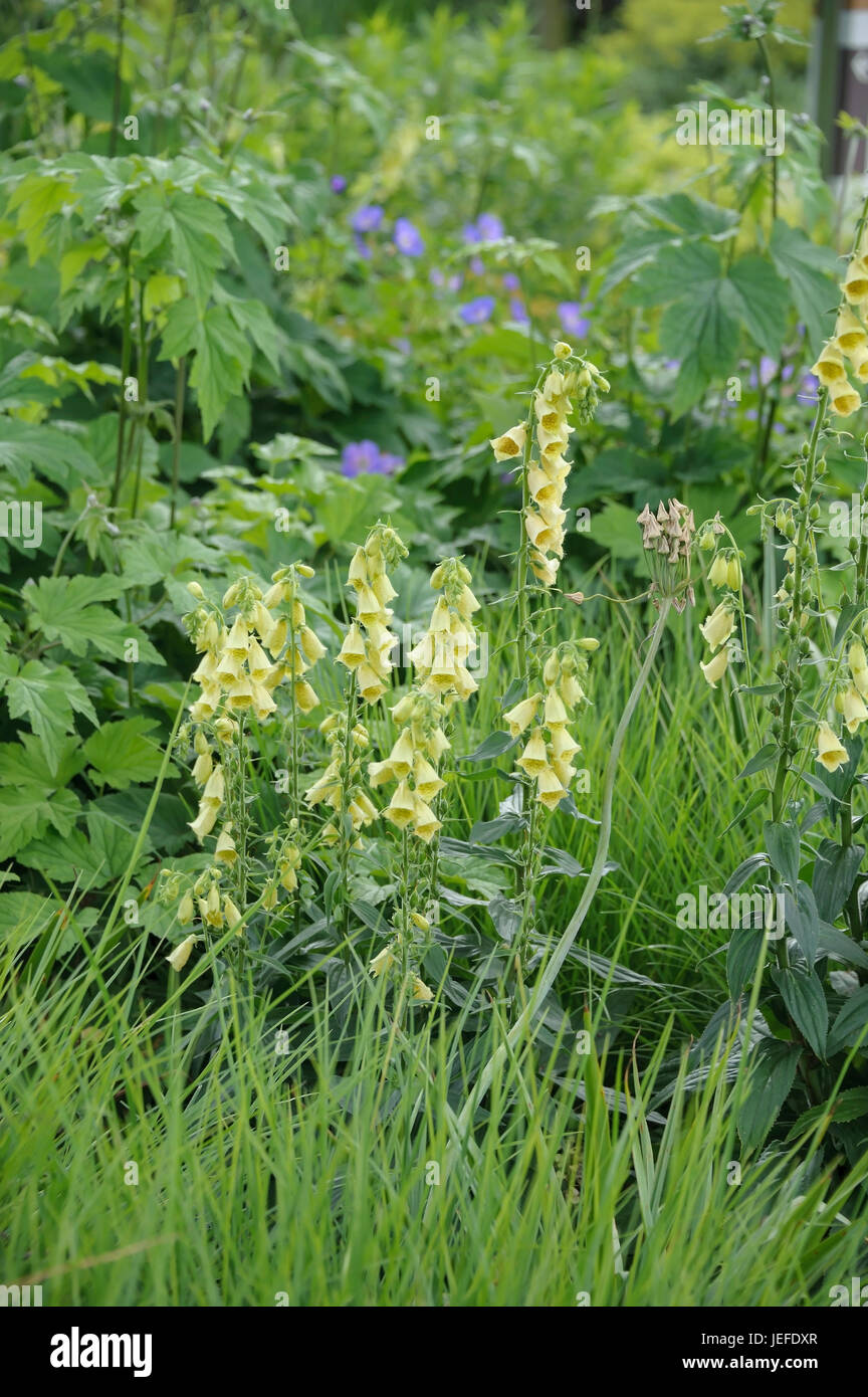 Yellow thimble, digitalis lutea , Gelber Fingerhut (Digitalis lutea Stock Photo Alamy