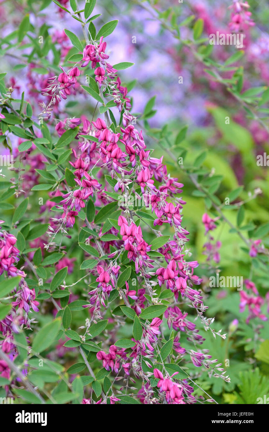 Bush clover, Lespedeza thunbergii , Buschklee (Lespedeza thunbergii) Stock Photo