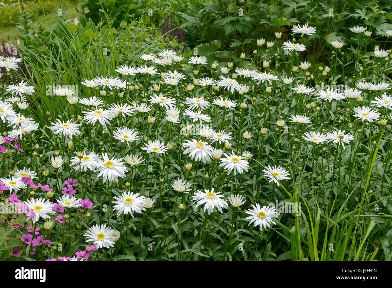GartenMargerite, Leucanthemum Christine Hagemann , GartenMargerite