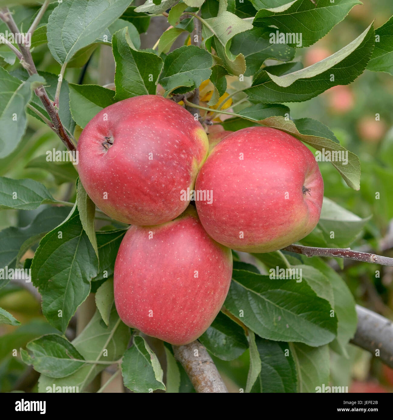 Apple, Malus domestica Recolor , Apfel (Malus domestica 'Recolor') Stock Photo