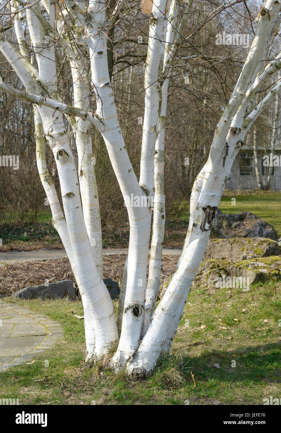 Wei?rindige Himalayas birch, Betula utilis Doorenbos , Weißrindige Himalaya-Birke (Betula utilis 'Doorenbos') Stock Photo