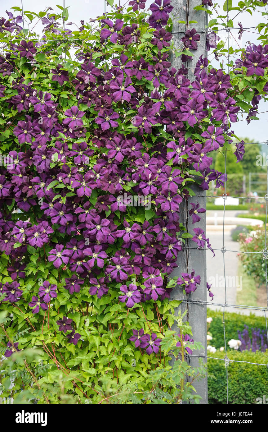 Forest shoot, Clematis Etoile Violette , Waldrebe (Clematis 'Etoile Violette') Stock Photo