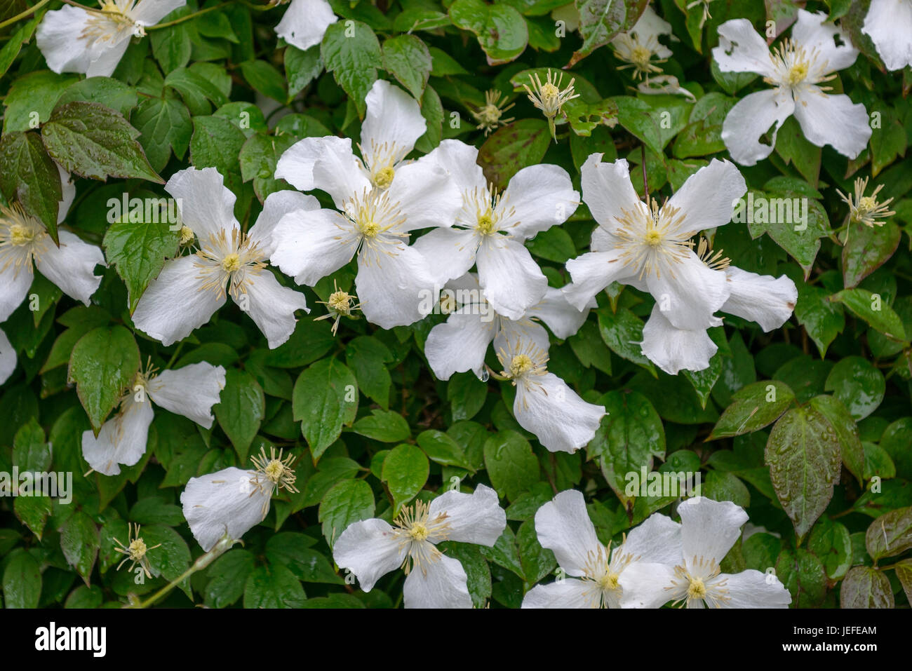 Forest shoot, Clematis Montana var. grandiflora , Waldrebe (Clematis montana var. grandiflora) Stock Photo
