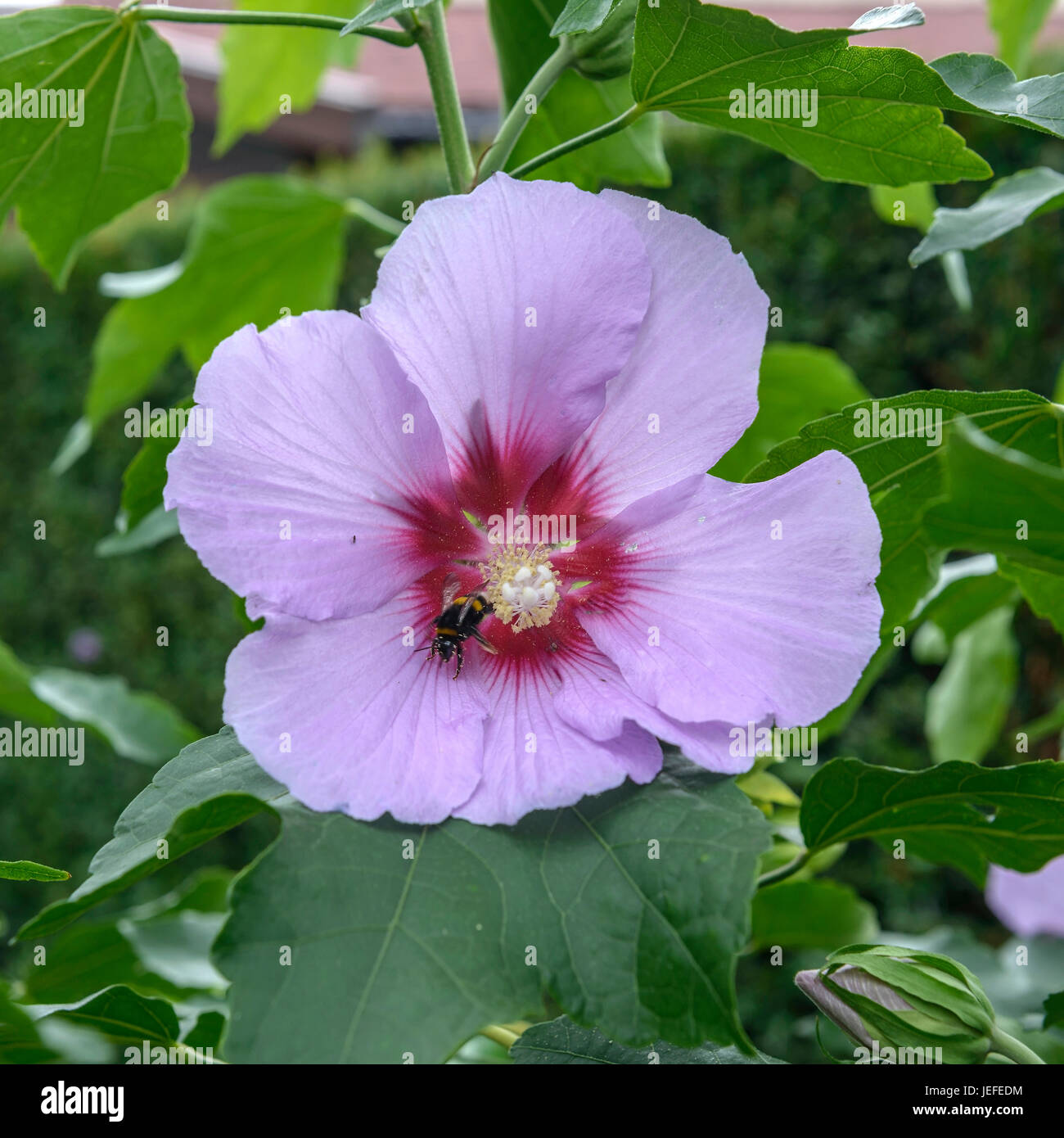 Tree marsh mallow, Hibiscus Resi , BaumEibisch (Hibiscus 'Resi' Stock