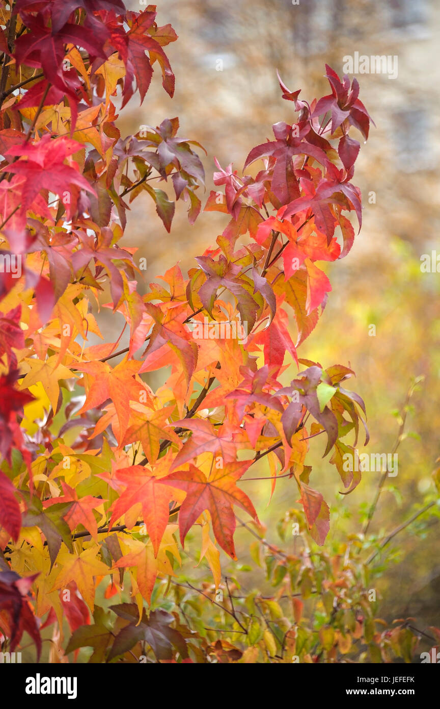 American ambergris tree, Liquidambar styraciflua , Amerikanischer
