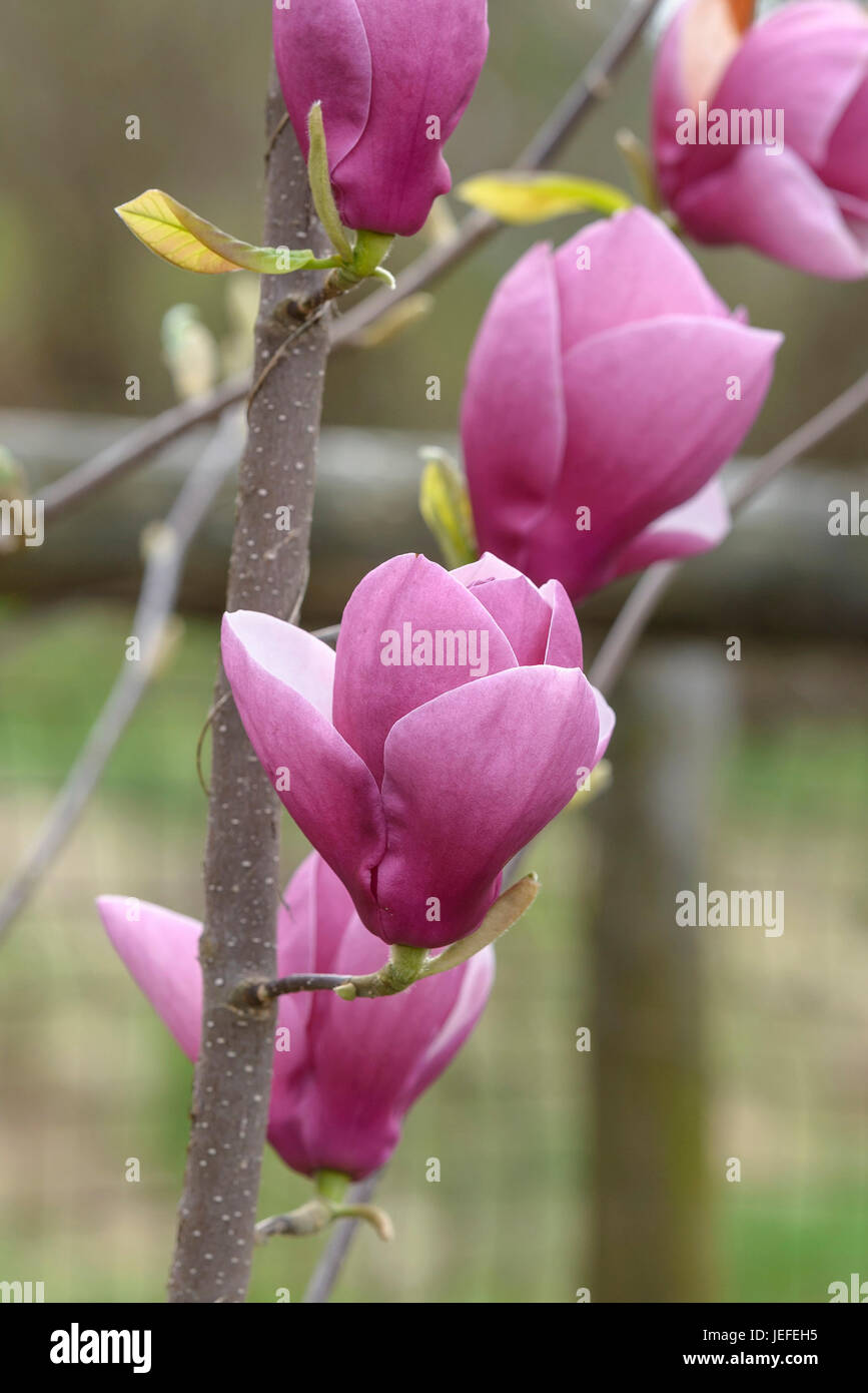 Theodora Tree Magnolia, Magnolia Theodora , Magnolie (Magnolia 'Theodora' Stock Photo ...