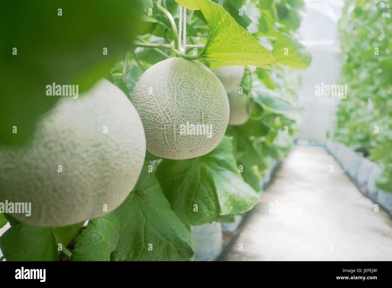 Young of Japanese melons or green melons and cantaloupe melon plants