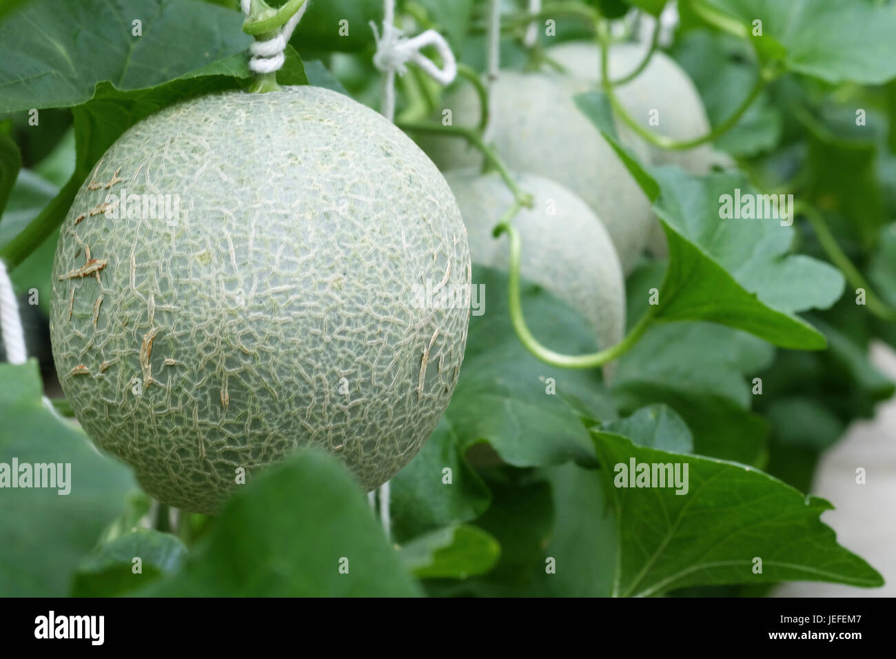 Cantaloupe melons growing in a greenhouse. selective focus Stock Photo