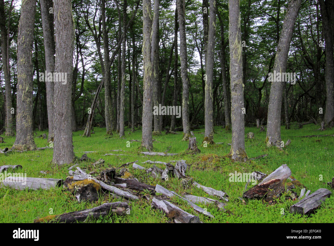 Nice forest, near Villa O'Higgins, Carretera Australl, Patagonia Chile Stock Photo