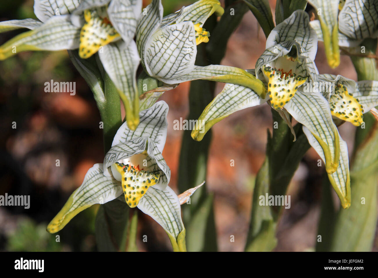Porcelain or Mosaic Orchid, chloraea magellanica, Carretera Austral, Patagonia Chile Stock Photo