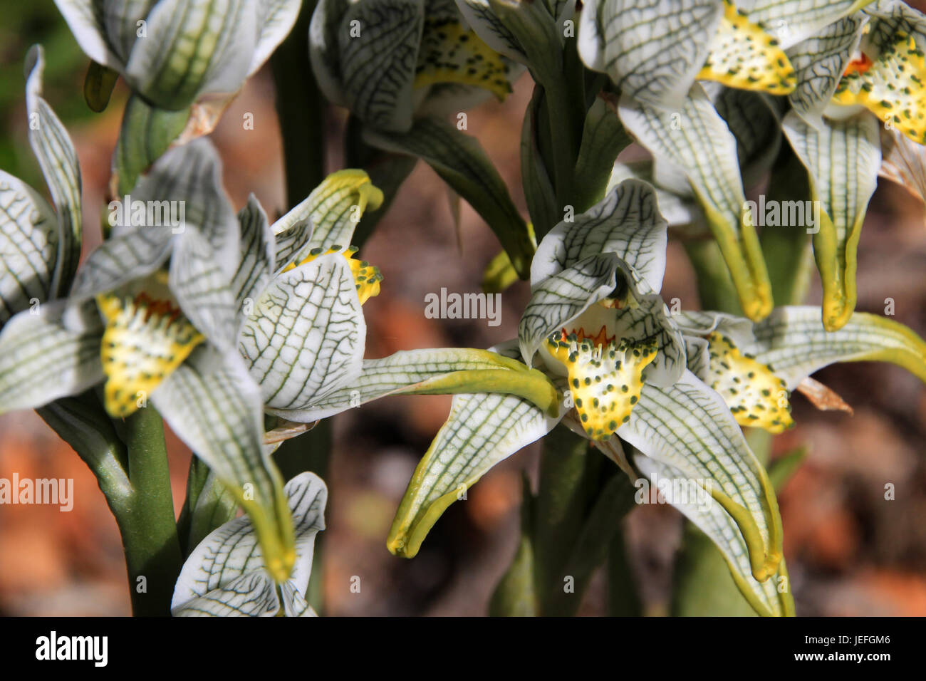 Porcelain or Mosaic Orchid, chloraea magellanica, Carretera Austral, Patagonia Chile Stock Photo