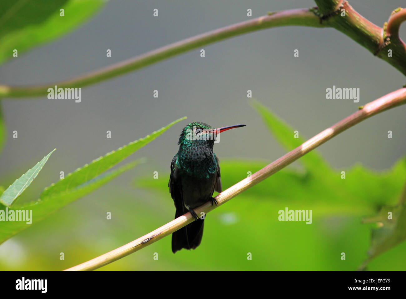 Hummingbird Canivet's Emerald, chlorostilbon canivetii, sitting on a branch, Nicaragua Stock Photo