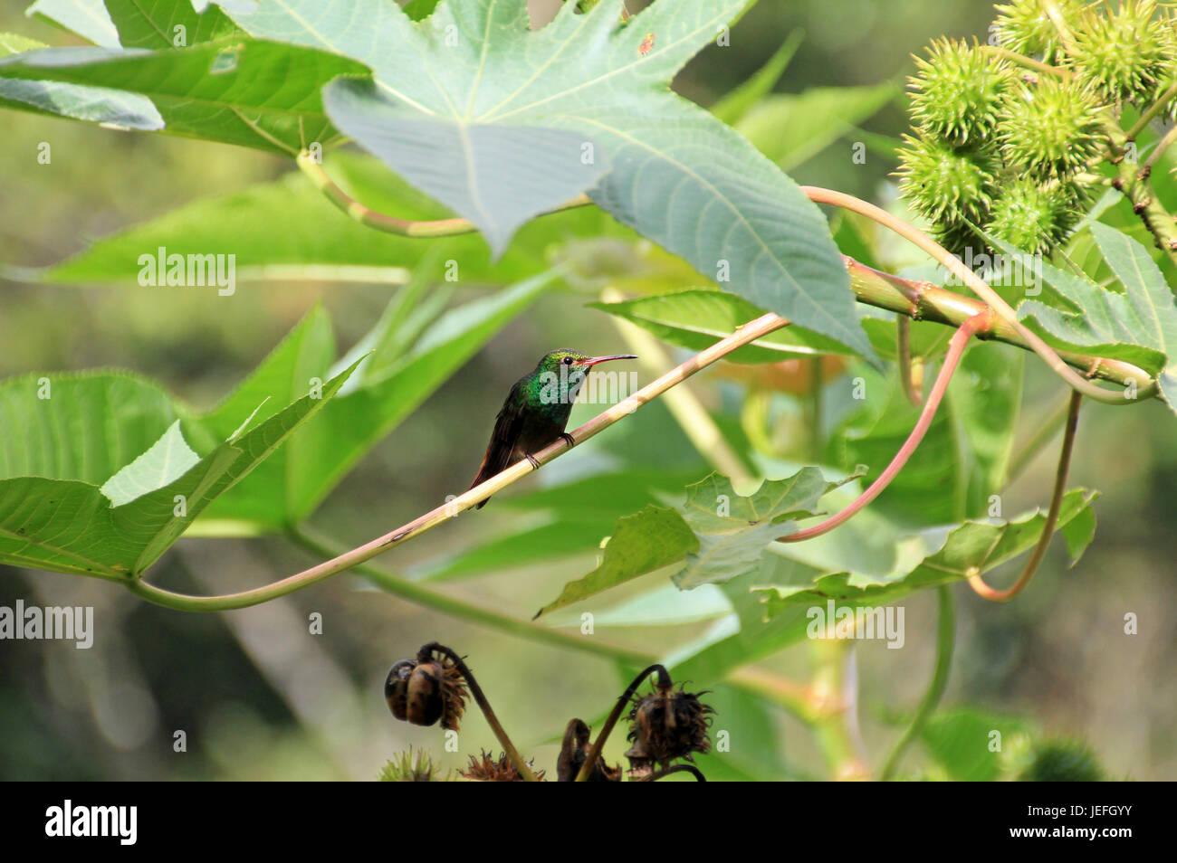 Hummingbird Canivet's Emerald, chlorostilbon canivetii, sitting on a branch, Nicaragua Stock Photo