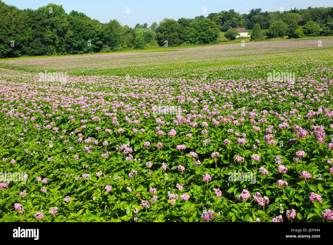 Purple pink flowers potato crop in field, Sutton, Suffolk, England, UK
