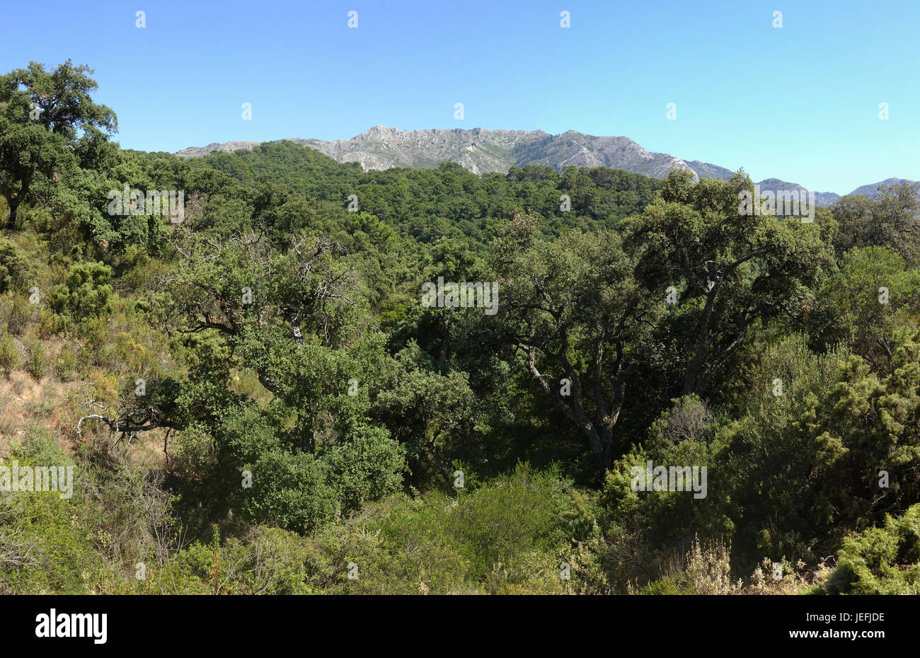 Mountain landscape in Andalucia, Sierra de las Nieves, Southern Spain. Stock Photo