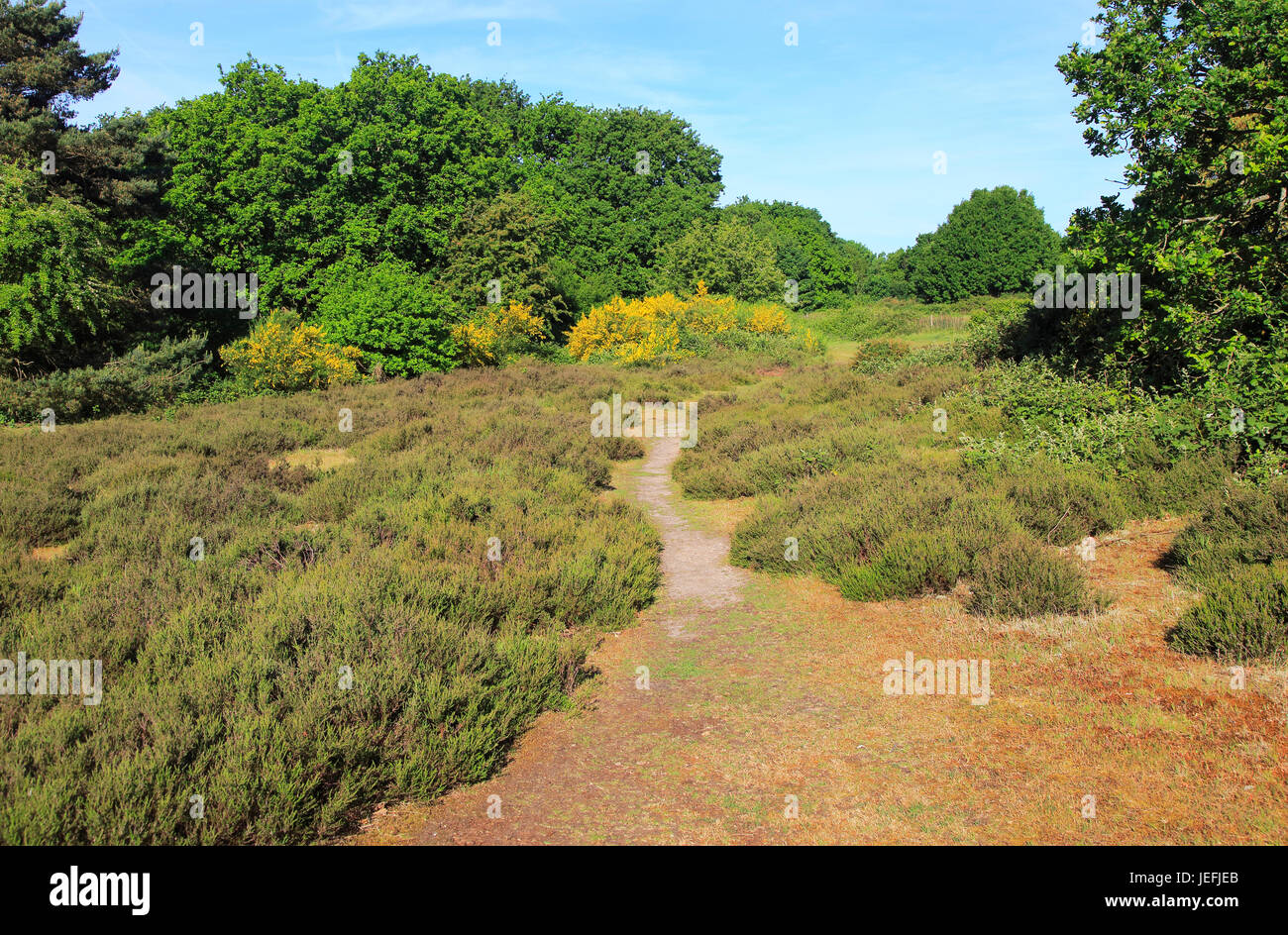 Heathland vegetation suffolk sandlings hires stock photography and