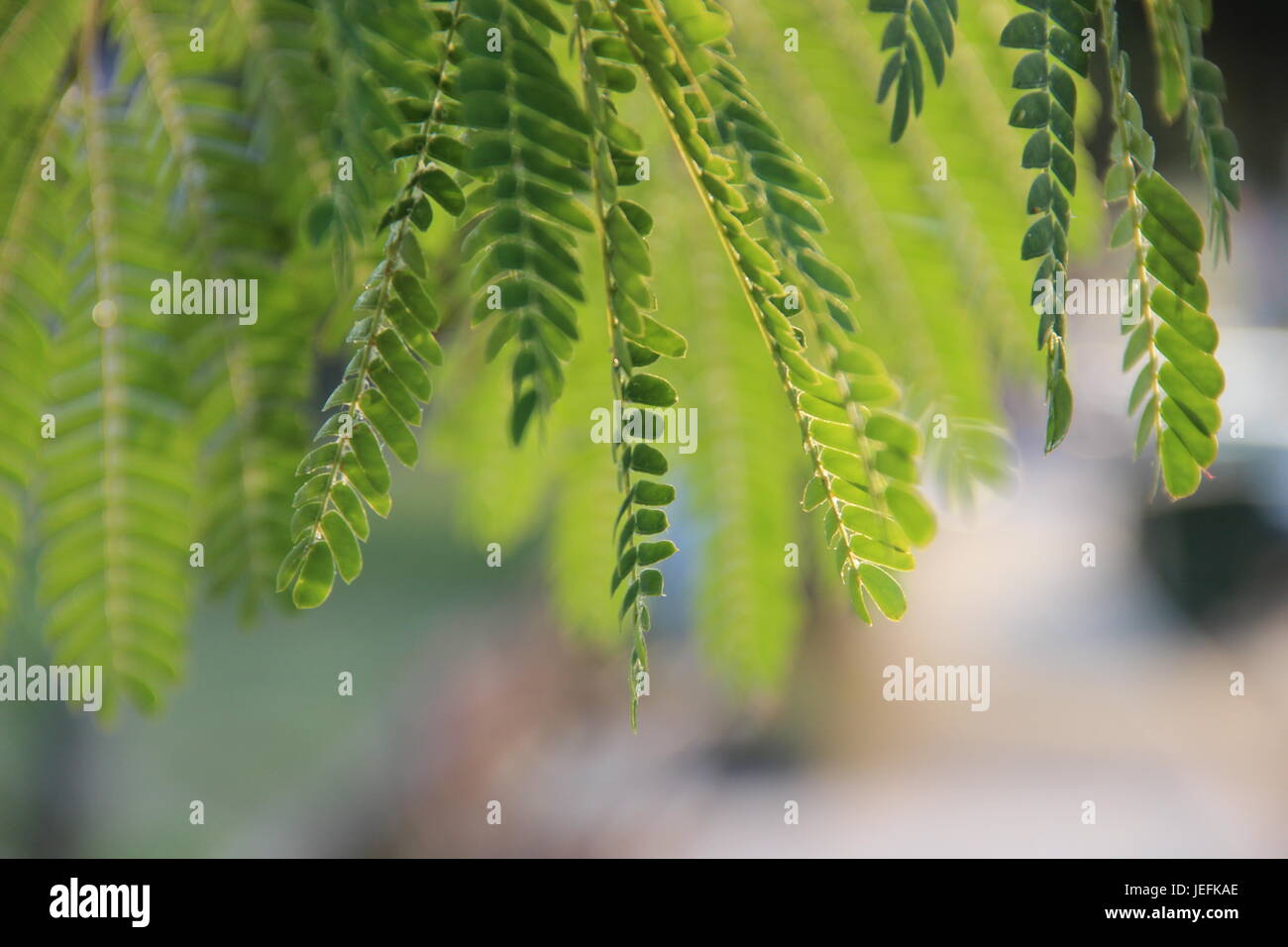 Leaves of the persian silk tree Stock Photo