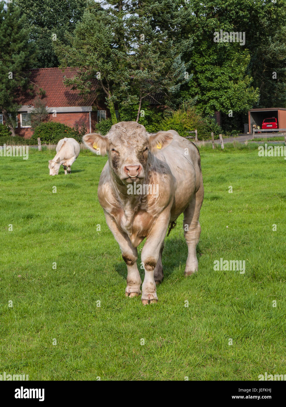 Charolais bull on a pasture in Brockel, Niedersachsen, Germany. Stock Photo