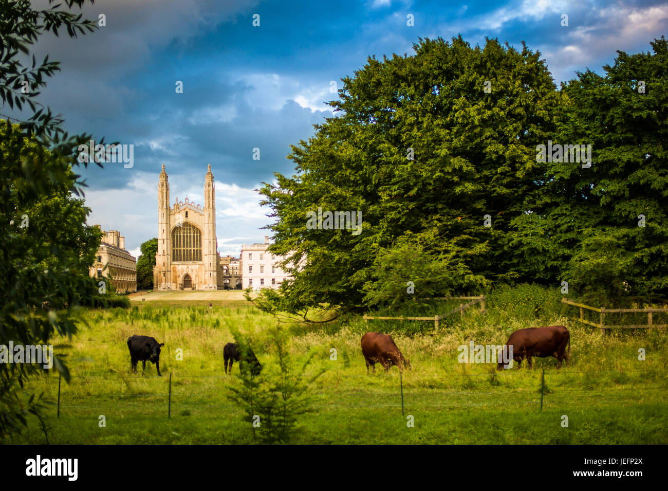 Cambridge Cows. Kings College Chapel, a classic view across the Backs towards Kings College and Clare College, parts of the University of Cambridge. Stock Photo