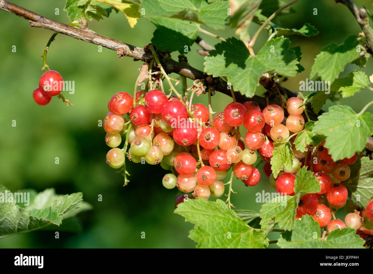 Germany in Summer Weather Insights