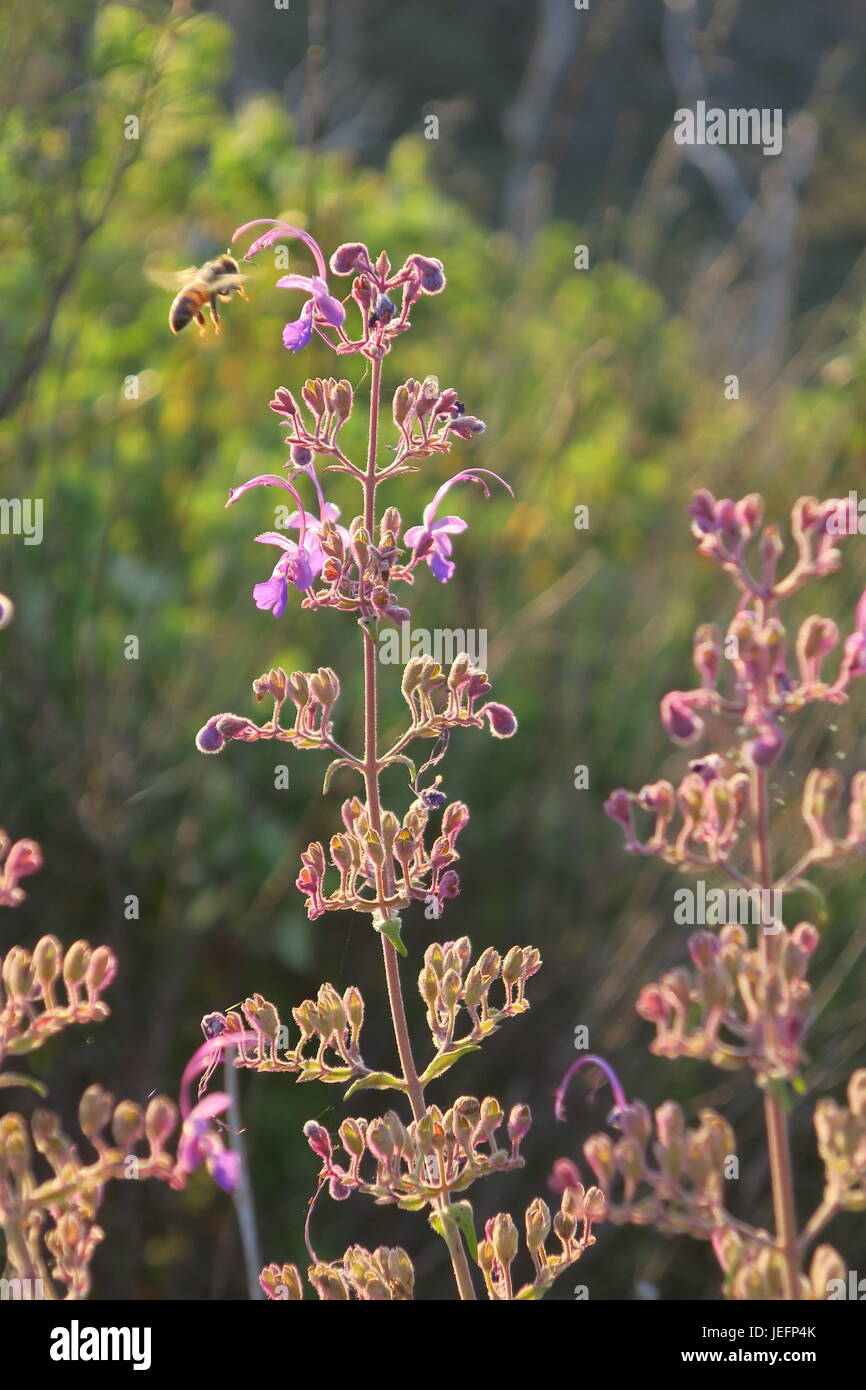 bee in flight near violet-colored wildflowers at Santa Ysabel Memorial park Stock Photo