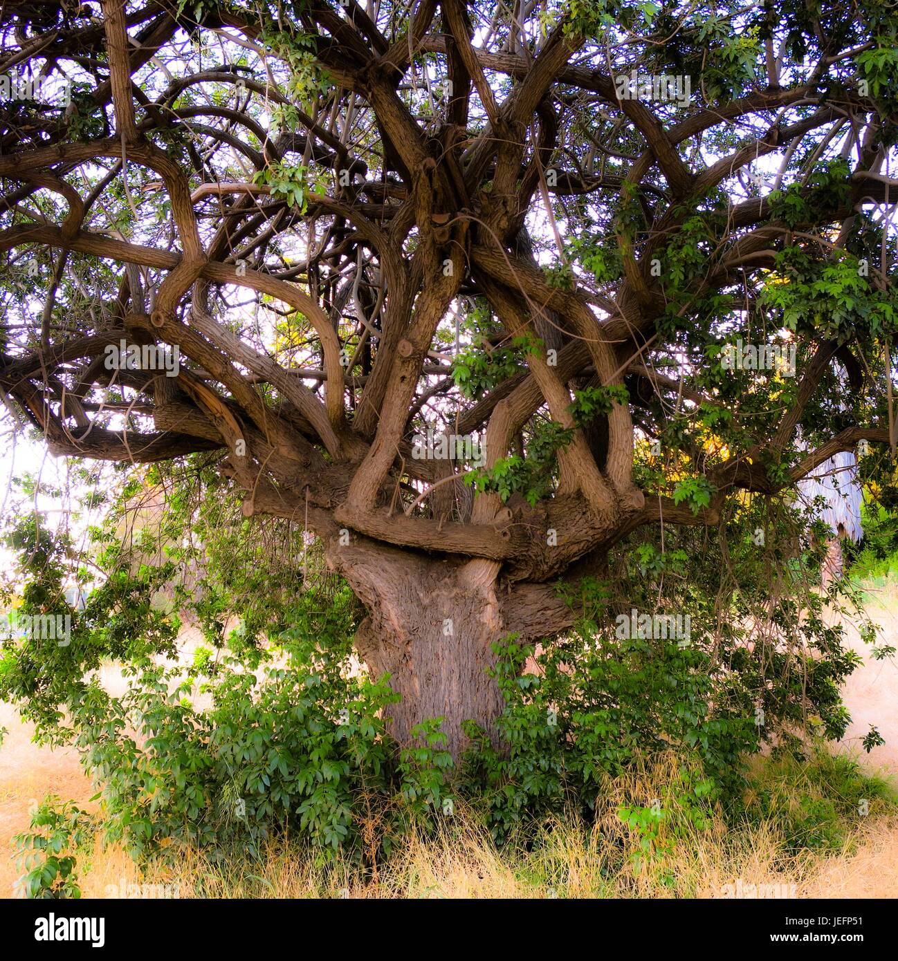 Celtic Knot tree (summer) Stock Photo