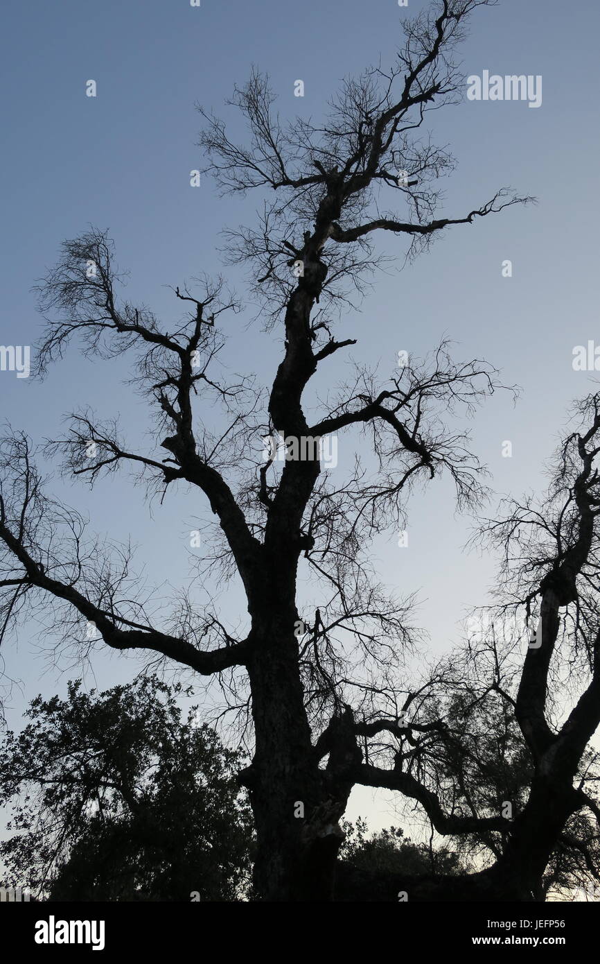 Oak tree silhouette hi-res stock photography and images - Alamy