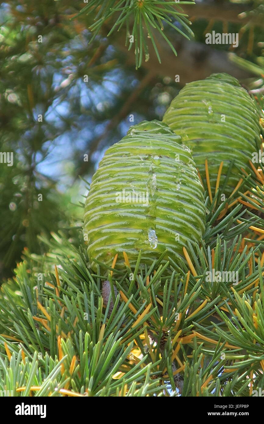 two pine cones nestled on a branch Stock Photo