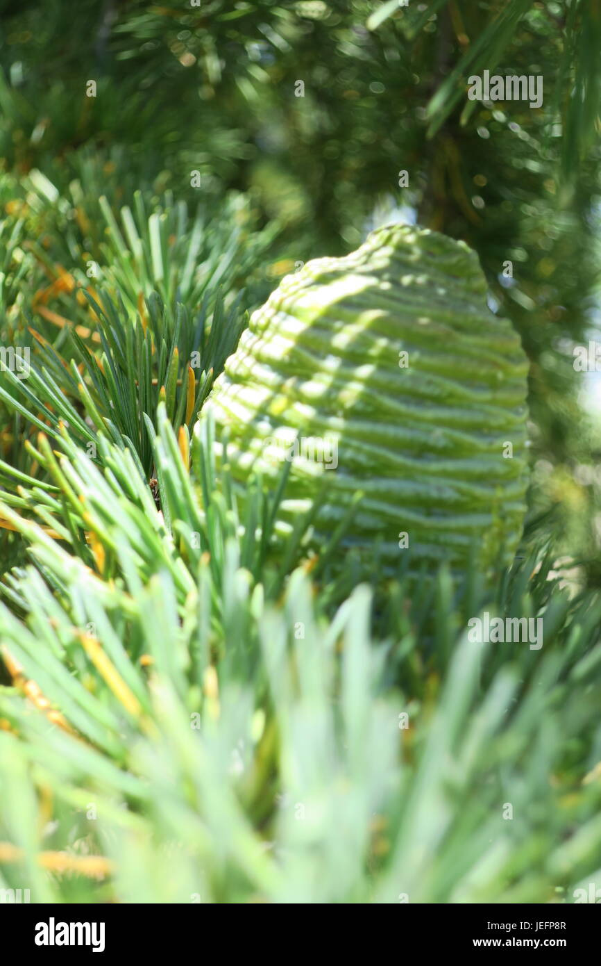 Green Pine Cone nestled on a branch Stock Photo