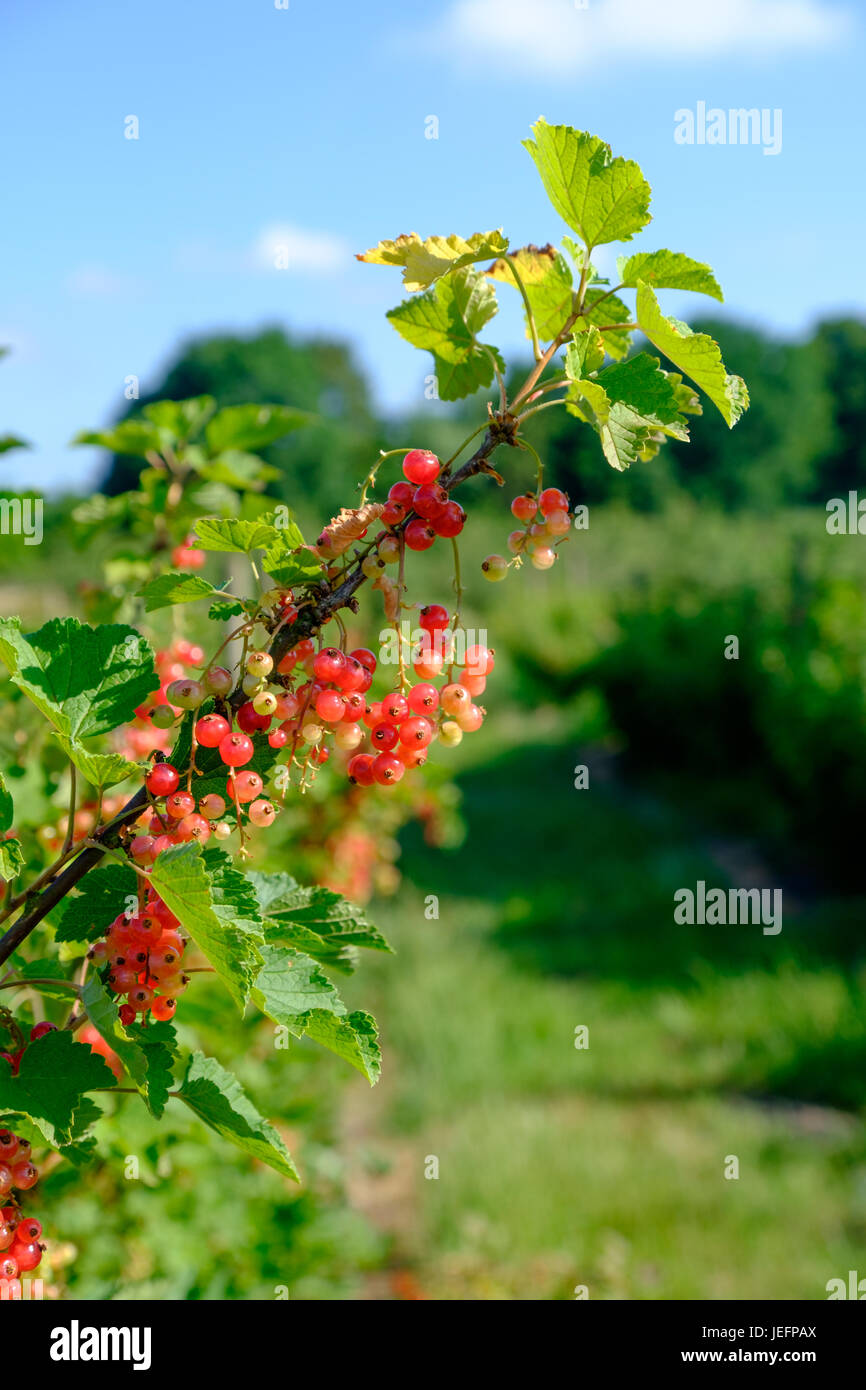 Summer in germany Stock Photo - Alamy