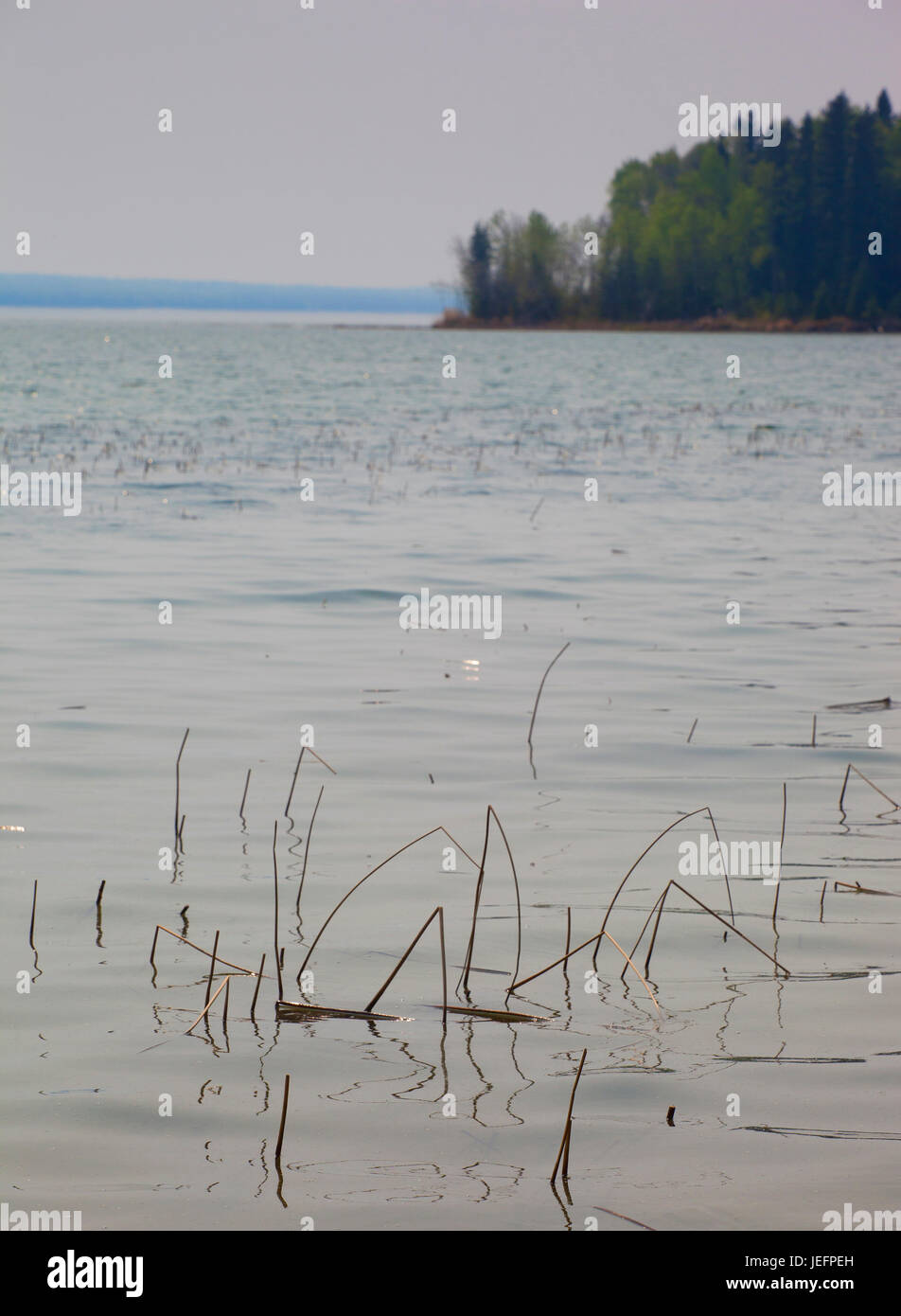 Shore of Dore Lake in Saskatchewan with a lot of reeds Stock Photo Alamy