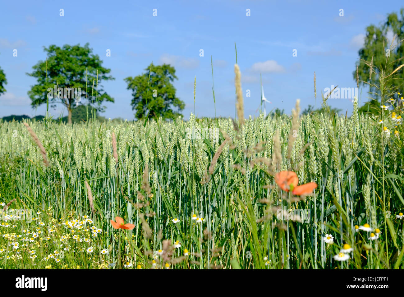 Summer in germany weather