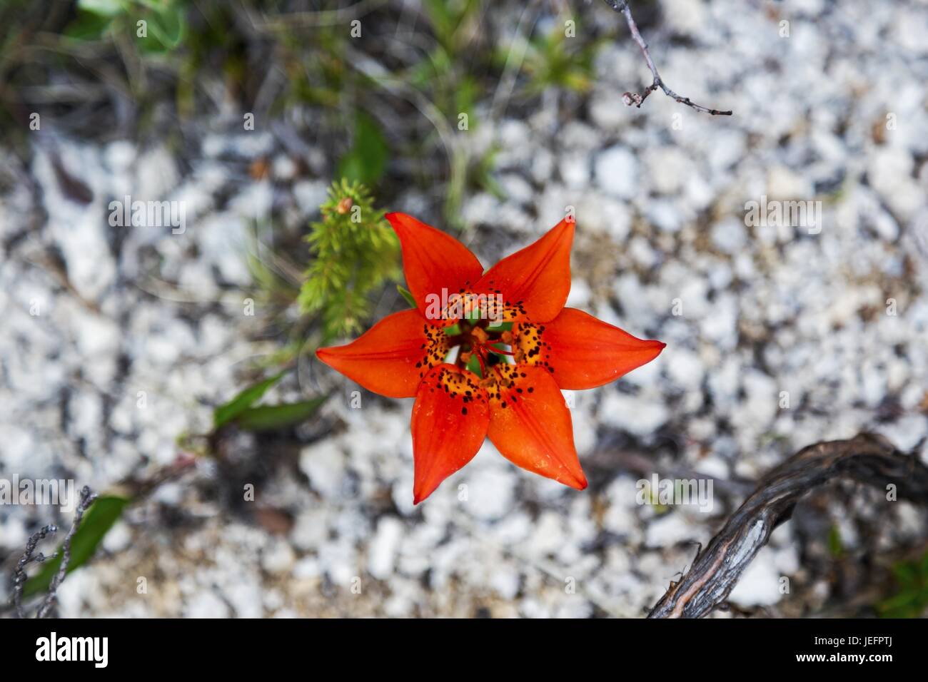 Western Wood Lily (Lilium Philadelphicum) Orange Flower Blooming in Foothills of Rocky Mountains Alberta Canada Stock Photo