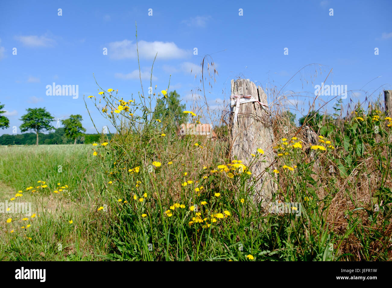Summer in germany weather