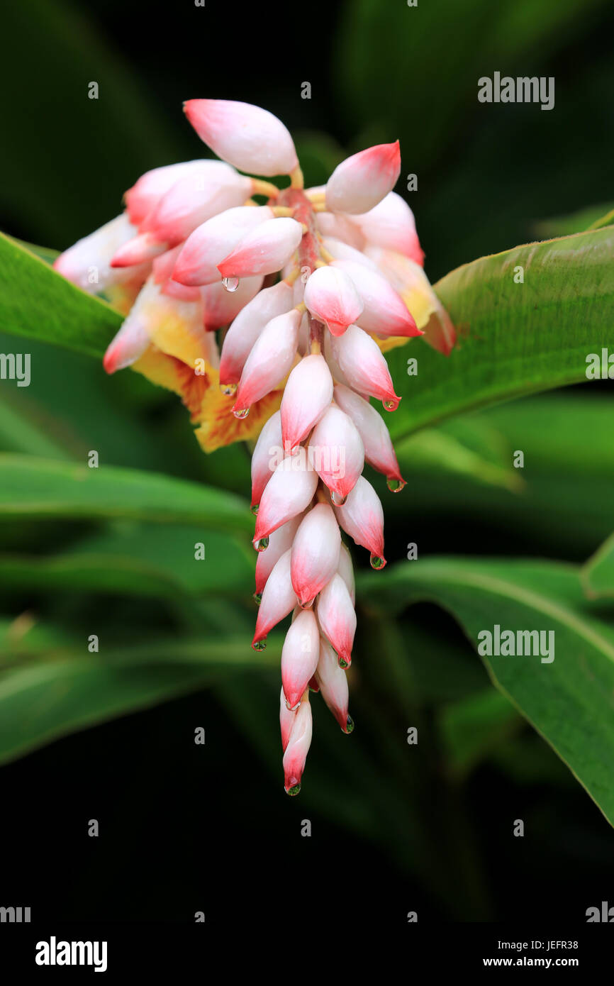 Hawaiian shell ginger flower Stock Photo